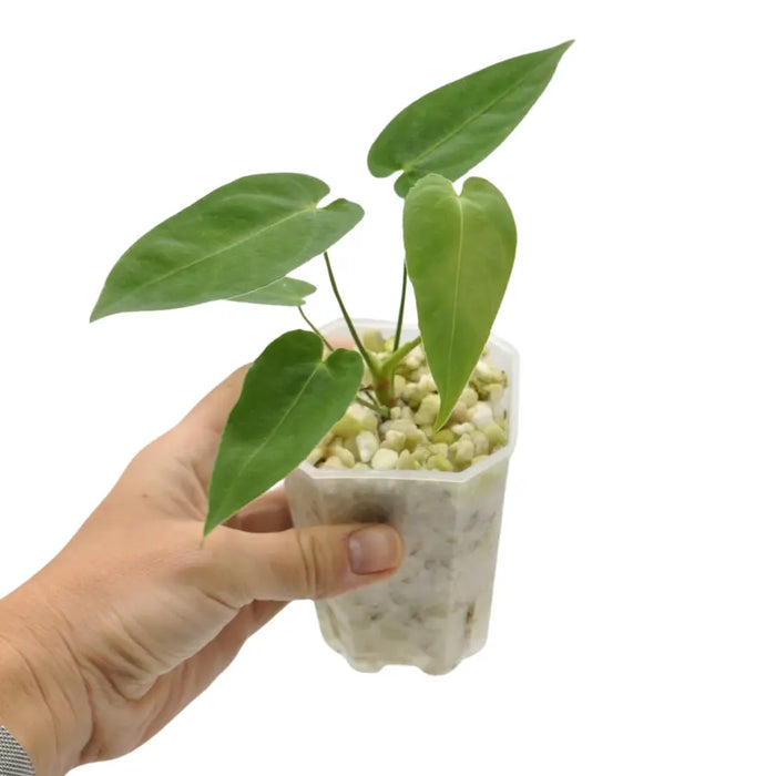 Anthurium marmoratum (pure) - indoor plant