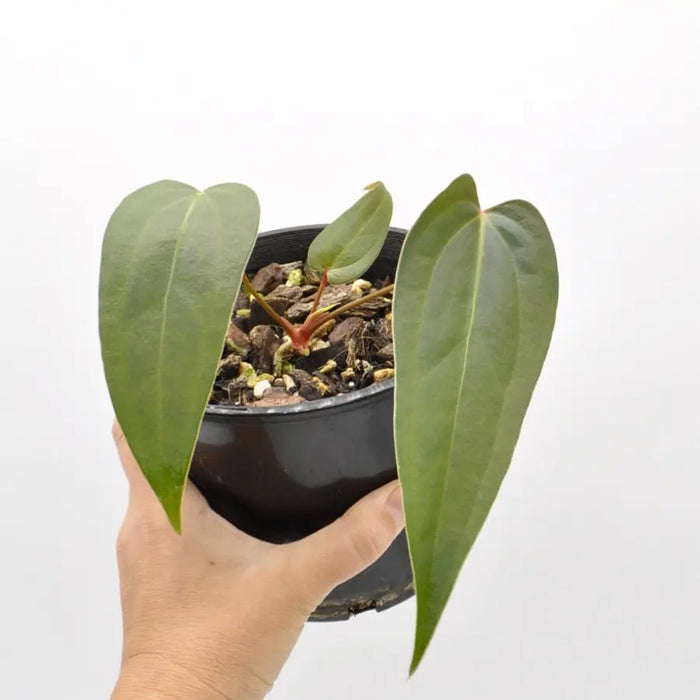 Anthurium marmoratum x - indoor plant