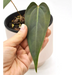 Anthurium marmoratum x - indoor plant