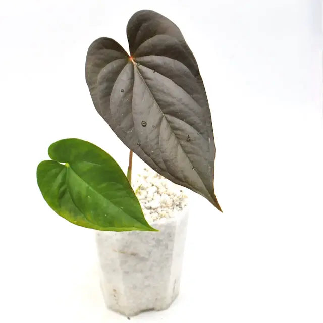 Anthurium Moodeanum - indoor plant