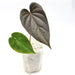 Anthurium Moodeanum - indoor plant