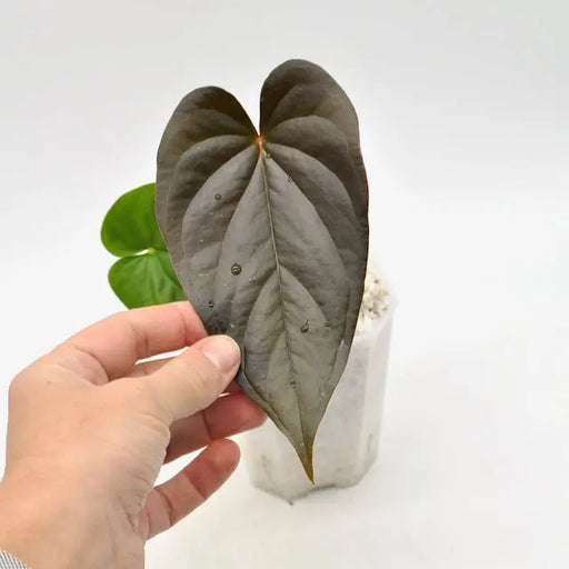 Anthurium Moodeanum - indoor plant