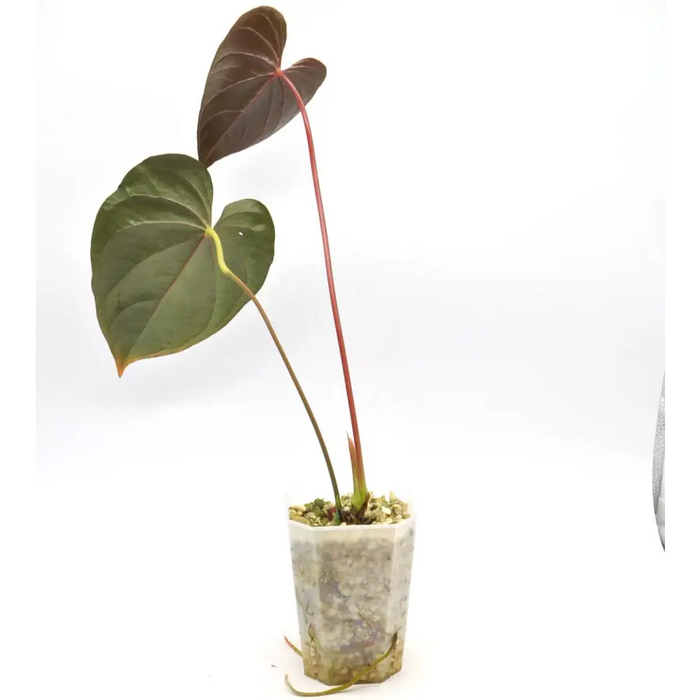 Anthurium Moodeanum - indoor plant