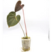 Anthurium Moodeanum - indoor plant