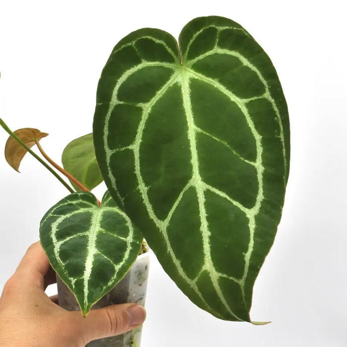 Anthurium NoID x Wild Crystallinum - indoor plant