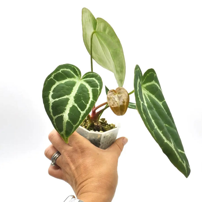 Anthurium NoID x Wild Crystallinum - indoor plant