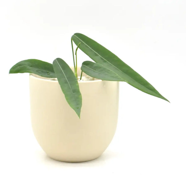 Anthurium pallidiflorum – Rare Velvet Strap Leaf Anthurium — Green My Space