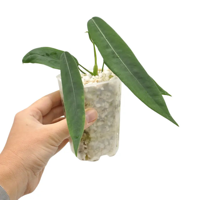 anthurium pallidiflorum Anthurium pallidiflorum – Rare Velvet Strap Leaf Anthurium — Green My Space