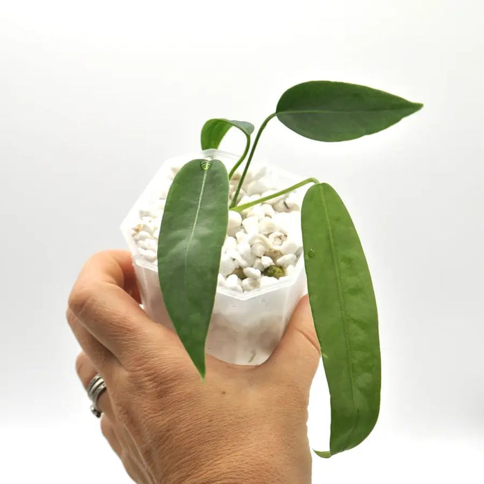 anthurium pallidiflorum buy Anthurium pallidiflorum – Rare Velvet Strap Leaf Anthurium — Green My Space