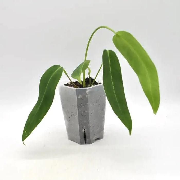anthurium panamense Anthurium panamense indoor plant — Green My Space