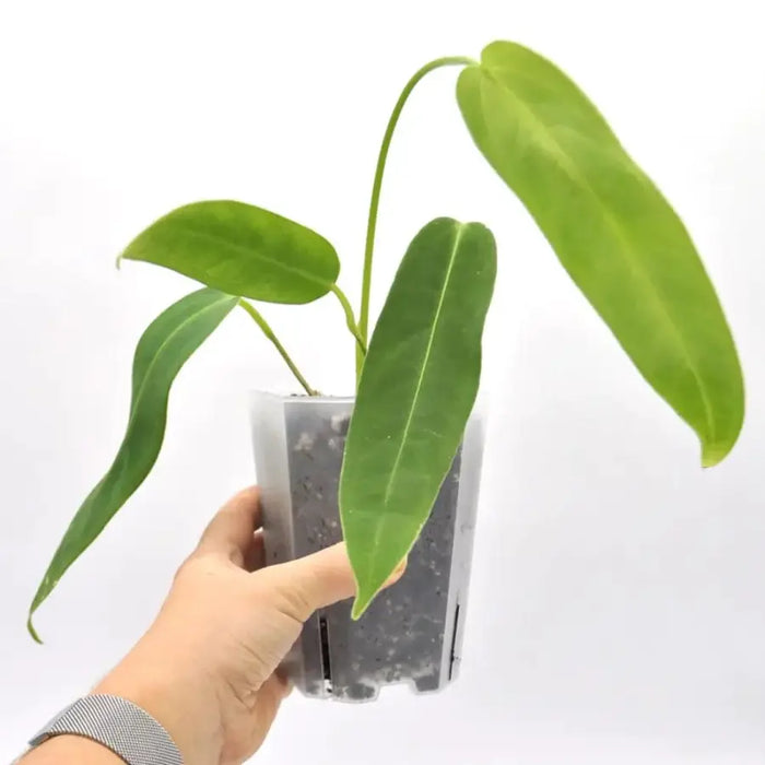 anthurium panamense Anthurium panamense indoor plant — Green My Space