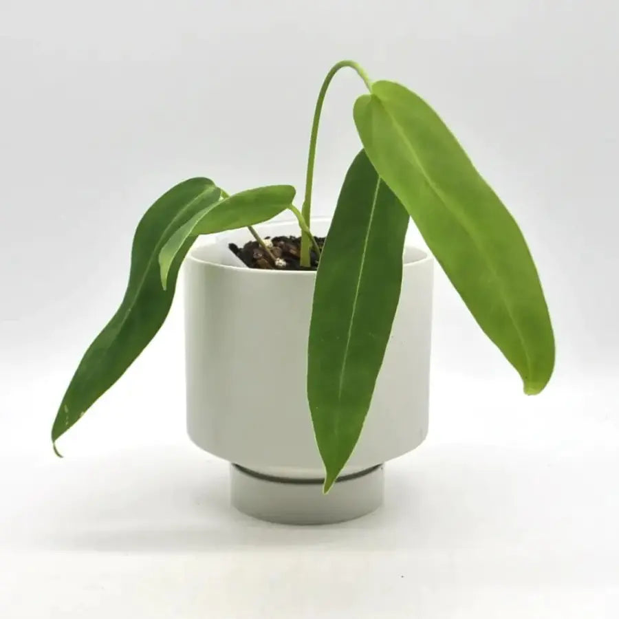 Anthurium panamense indoor plant — Green My Space