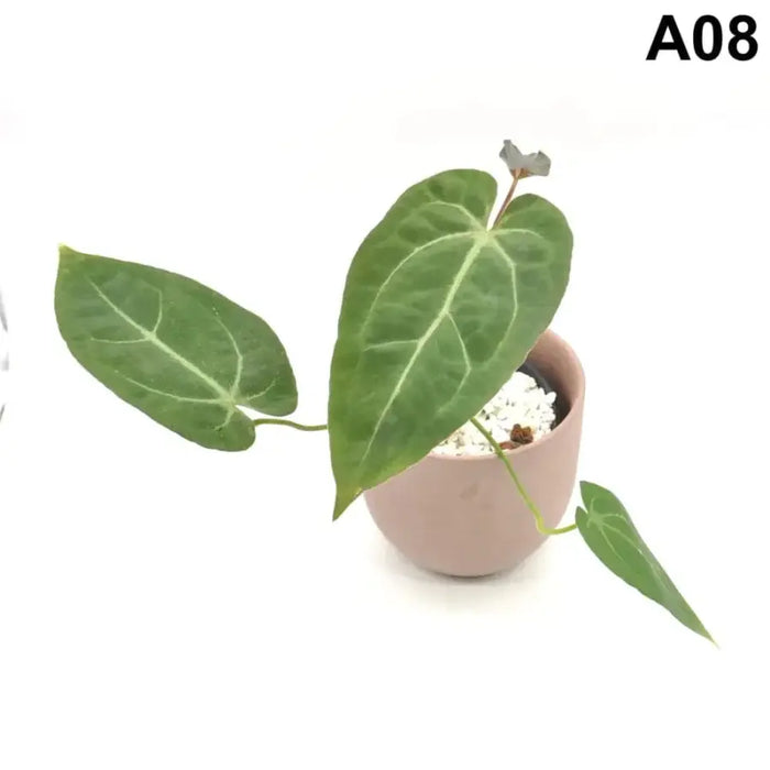 anthurium papillilaminum care Anthurium papillilaminum x indoor plant — Green My Space