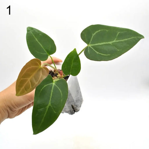 Anthurium papillilaminum x hoffmanii - 1 indoor plant
