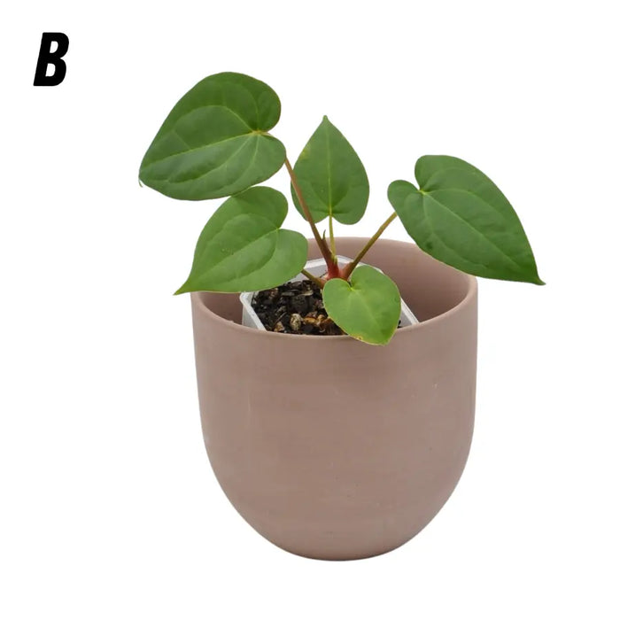 Anthurium papillilaminum x hoffmanii x - B - indoor plant