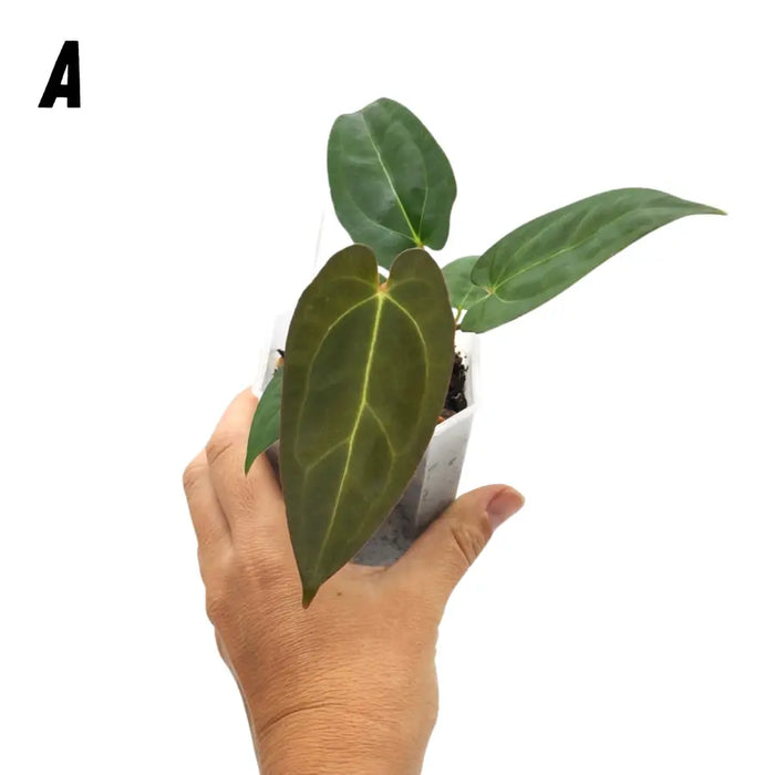 Anthurium papillilaminum x hoffmanii x - indoor plant
