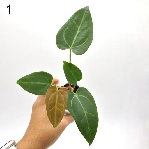 Anthurium papillilaminum x hoffmanii - indoor plant