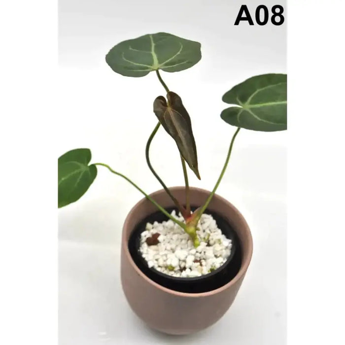 anthurium papillilaminum x clarinervium Anthurium papillilaminum x indoor plant — Green My Space