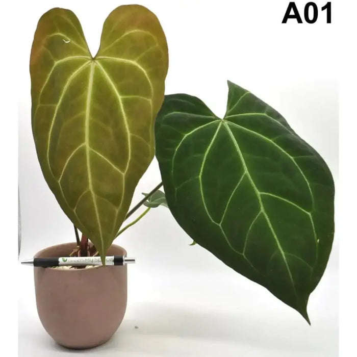 anthurium papillilaminum care Anthurium papillilaminum x indoor plant — Green My Space