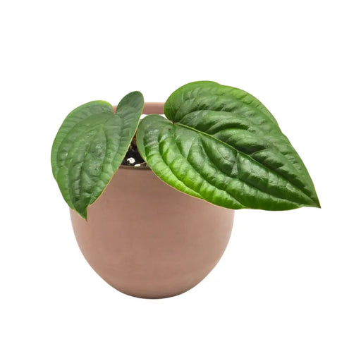 Anthurium radicans - indoor plant