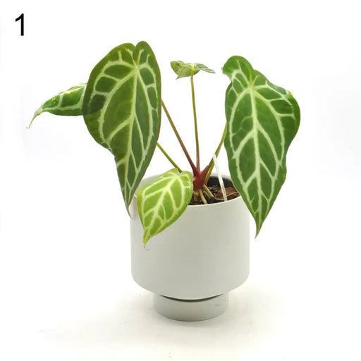 Anthurium Rugulosum hybrid - 1 - indoor plant