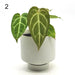 Anthurium Rugulosum hybrid - 2 - indoor plant