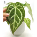 Anthurium Rugulosum hybrid - indoor plant