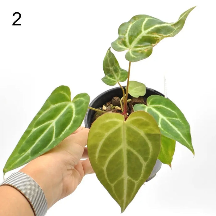Anthurium Rugulosum hybrid - indoor plant