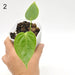 Anthurium Veitchii - 2 - indoor plant