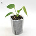 Anthurium Veitchii - indoor plant