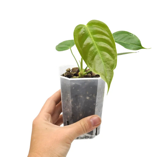 Anthurium Veitchii - indoor plant