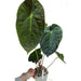 Anthurium Velvet Shadow x Hoffmanii x - indoor plant
