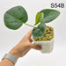 Anthurium Velvet Shadow x Hoffmanii - indoor plant