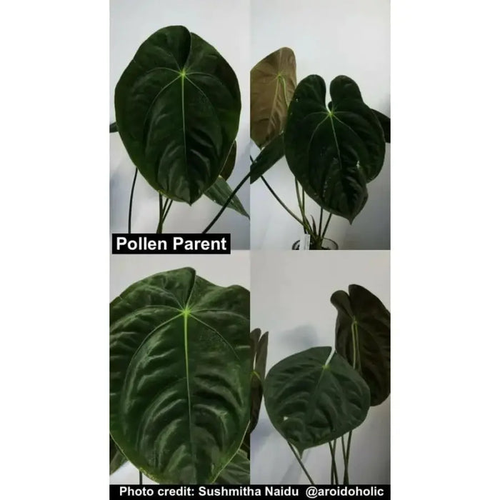 anthurium velvet shadow Anthurium Velvet Shadow × Hoffmanii – Hybrid in Passive Hydro — Green My Space
