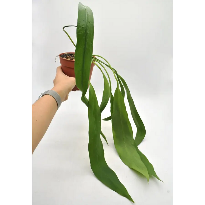 Anthurium vittarifolium - indoor plant