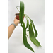 Anthurium vittarifolium - indoor plant