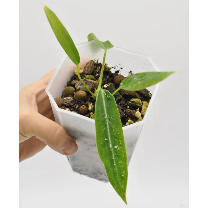 Anthurium warocqueanum - indoor plant