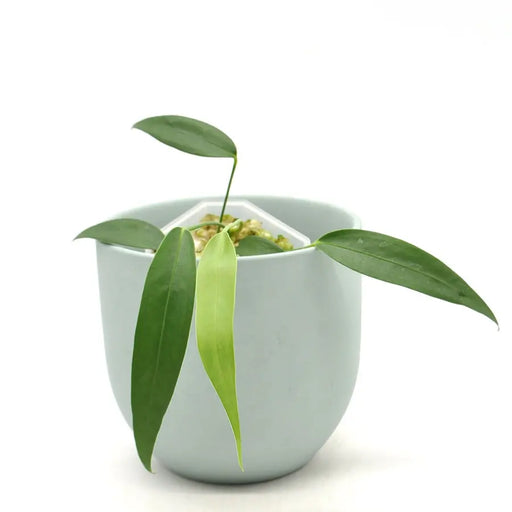 Anthurium wendlingeri - indoor plant