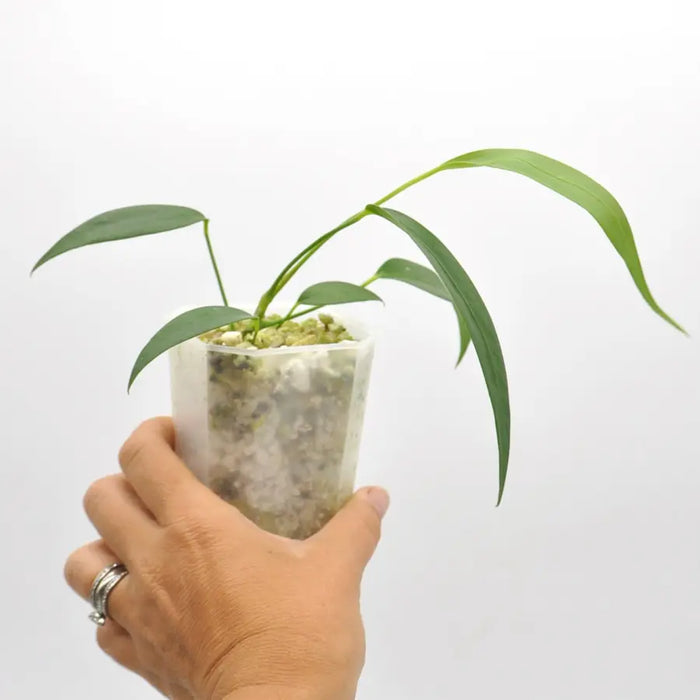 anthurium wendlingeri for sale Anthurium wendlingeri indoor plant — Green My Space