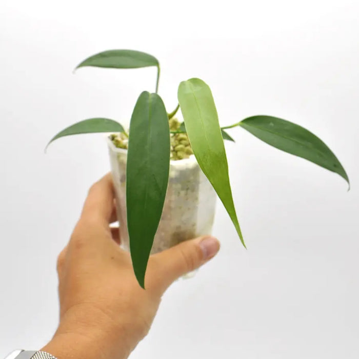 anthurium wendlingeri for sale Anthurium wendlingeri indoor plant — Green My Space