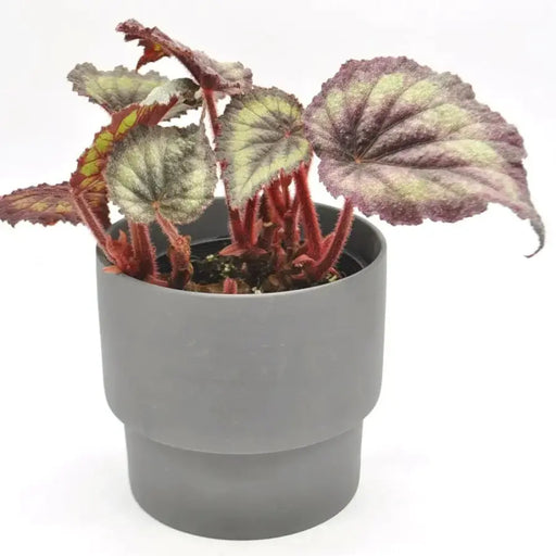 Begonia Rex - Purple Haze