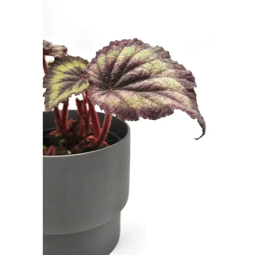 Begonia Rex - Purple Haze