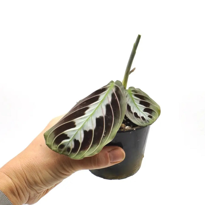 black maranta prayer plant Black Maranta – Rare Prayer Plant with Striking Dark Leaves — Green My Space
