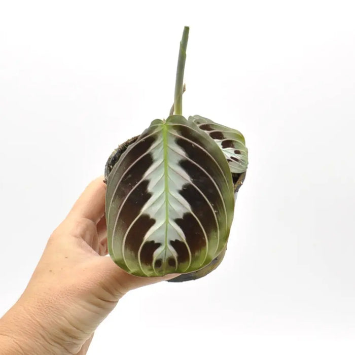 prayer plant black Black Maranta – Rare Prayer Plant with Striking Dark Leaves — Green My Space