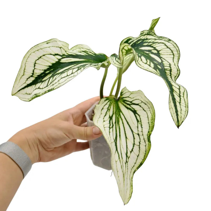 Caladium bicolour ’Chardonnay’