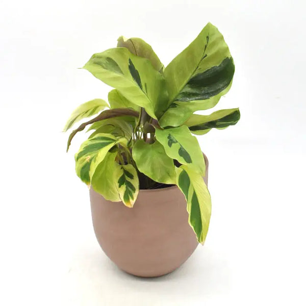 efeutute für draußen XXL Efeutute Scindapsus 150cm – Green Me Up