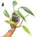 Epipremnum Amplissimum Aurea - A - indoor plant