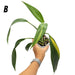 Epipremnum Amplissimum Aurea - B - indoor plant