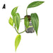 Epipremnum Amplissimum Aurea - indoor plant