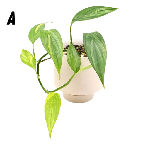 Epipremnum Amplissimum Aurea - indoor plant